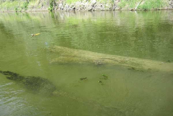 Корчи под водой