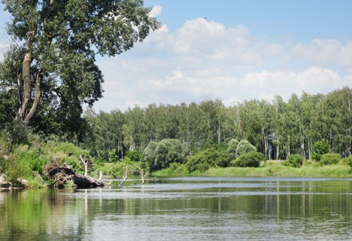 Поворот. Березняк на обрыве