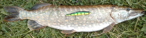 Крупная щука попалась на zipbaits orbit 110