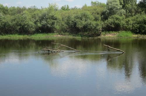 Дерево посреди реки