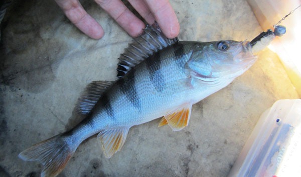 first perch