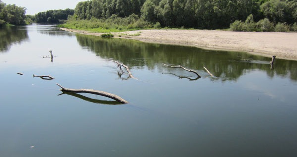 Красивый коряжник посреди реки