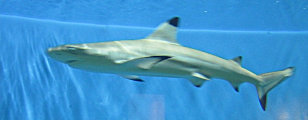 Кошачья акула