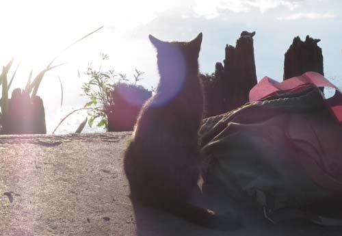 Кошка
