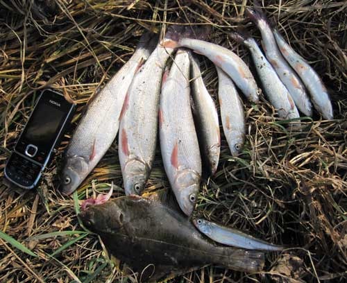 Красноперка корюшка и камбала