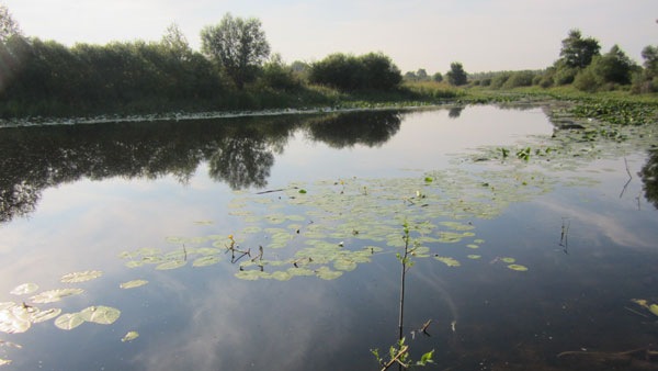 Кувшинки