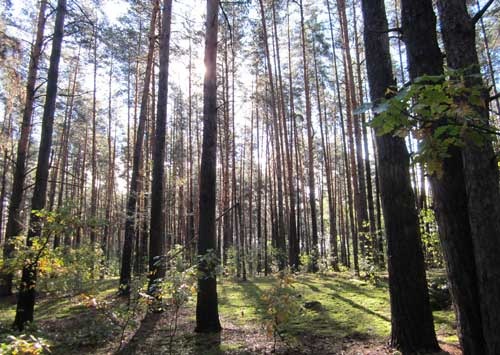 Осенью на речной яме