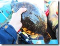 Ловля камбалы в Японском море