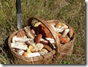 Грибники