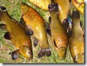 Лини