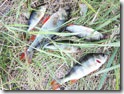 Ловля щуки осенью: 7 рабочих приманок и секреты клева