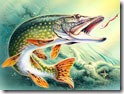 Щука на реке - лучшие места для ловли