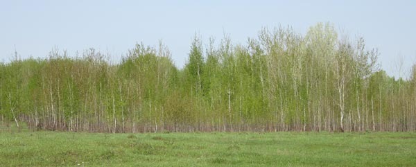 Молодая зелень березняка