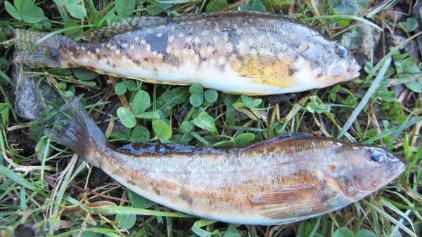 Морской ленок