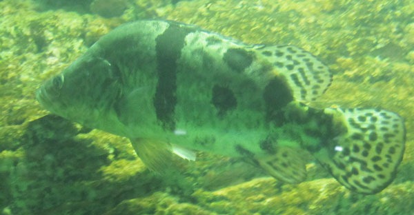 Морской окунь
