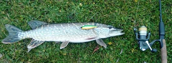 Хорошая щука на Jackall Squad Minnow mat tiger