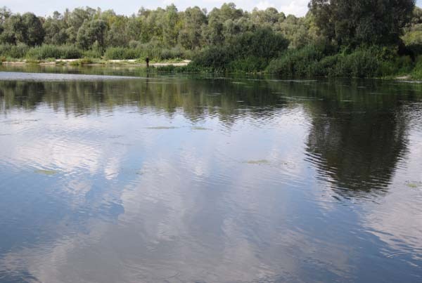 На заливе нанесло много водорослей из притока