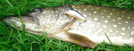 И хорошую щуку может соблазнить ZipBaits Rigge 35F