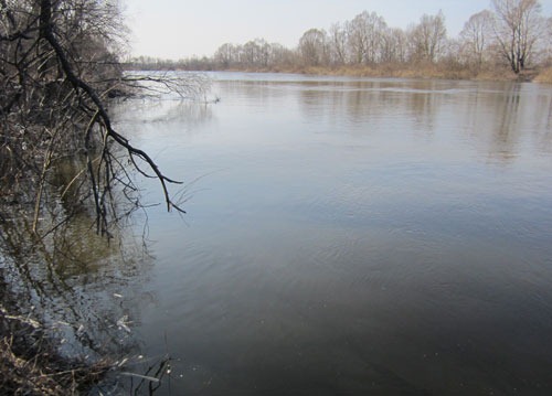 Обрывы реки. Высокая мутная вода