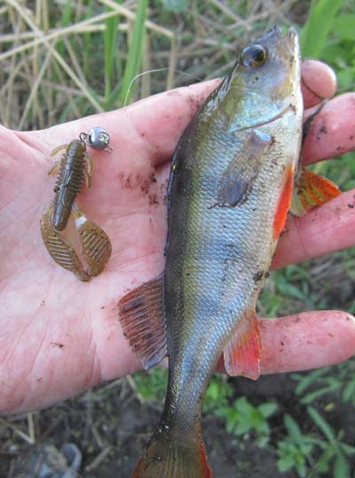 Окунь на рачка Reins Ax Craw 2