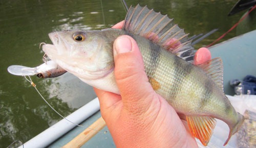Окунь на Jackall Diving Chubby