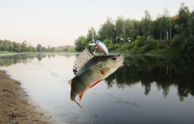 Окунь на L-Minnow