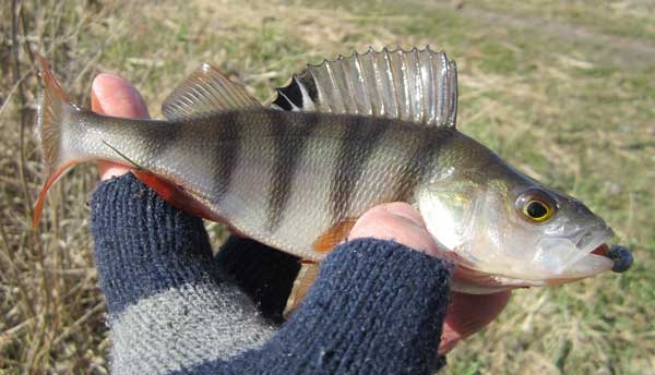 Весенний окунь на Crazy Fish Nano Minnow