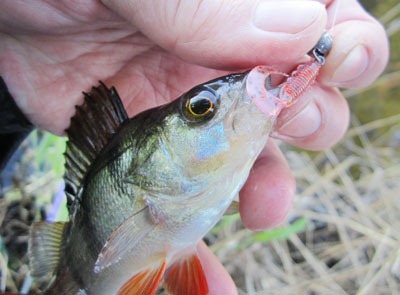 Окунек на Bait Breath Micro Grub