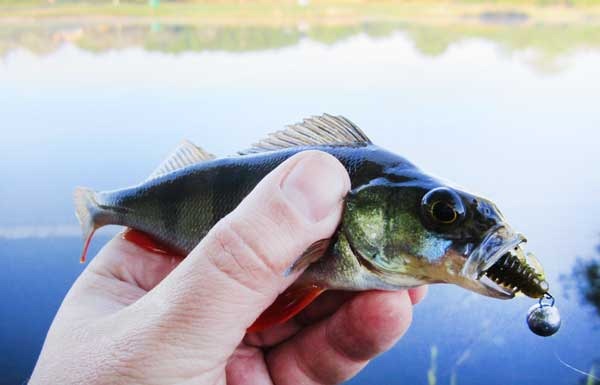 Разловил силиконового рачка Reins Ax Craw