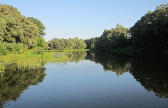 Отмель. Водоросли