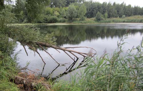 Заваленные деревья в озере