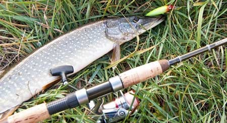 Крупная щука на воблер Rapala X-Rap