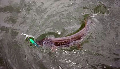 Трофейная щука на воблер Rapala Shad Rap