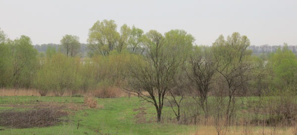 Зелень