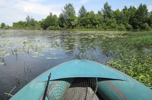 Продираюсь сквозь водоросли