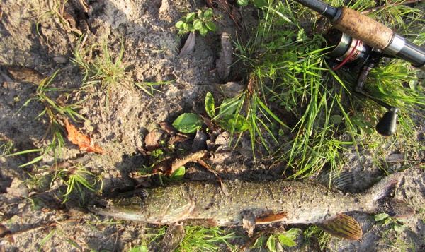 Щука 600г