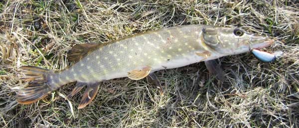 Щука на L-Minnow 44