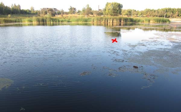На краю водной растительности