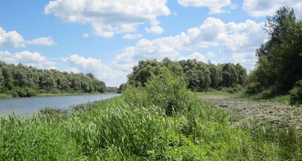 Старица и русло реки