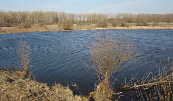 Старица перспективная