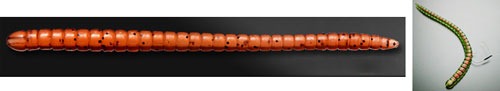Tsunekichi Nero Rig Worm