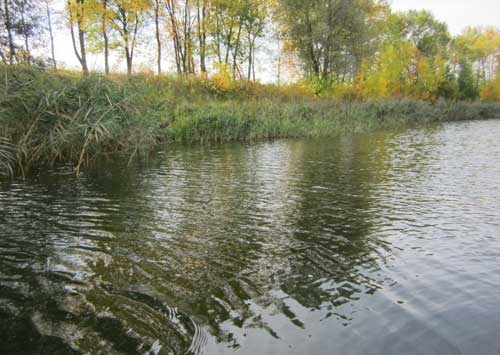 Перспективные кромки камыша