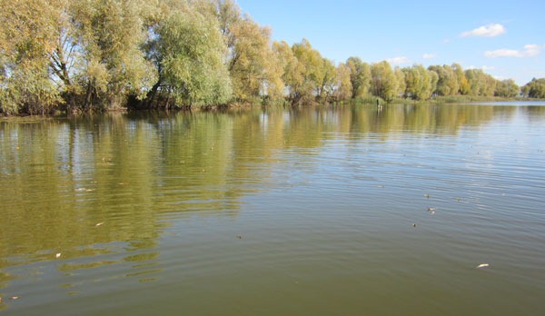 Вода мутная