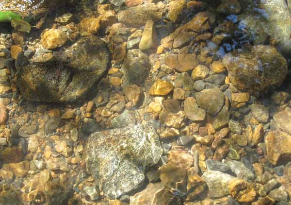 Прозрачность воды горного ручья