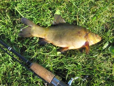 Шаровый линь!