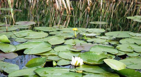 Сплошные заросли водной растительности